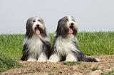 BEARDED COLLIE 119